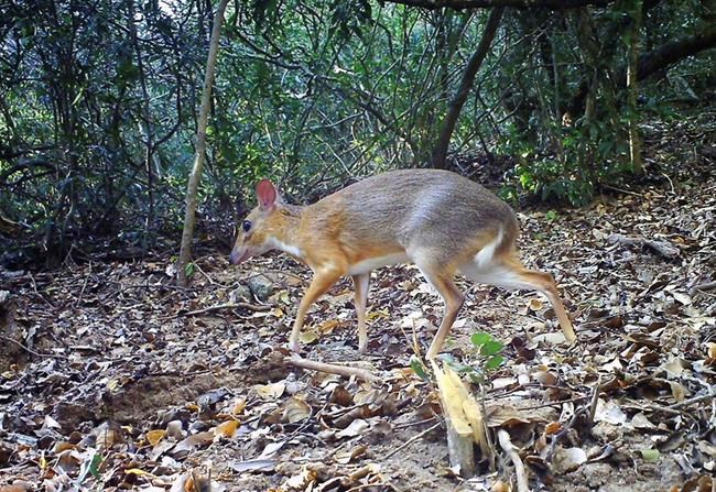 Rare deer-like species photographed for first time in wild | iNFOnews.ca Rare deer-like species photographed for first time in wild | iNFOnews.ca