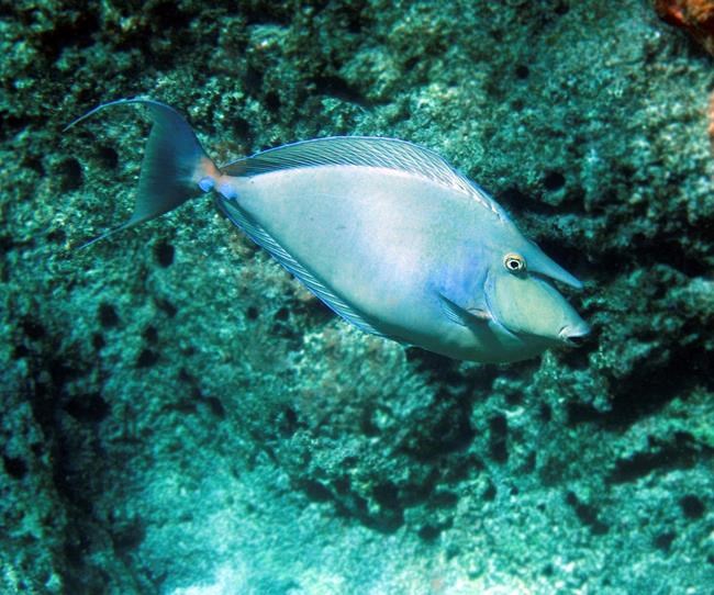 US: 11 of 27 reef fish species in Hawaii are overfished | iNFOnews.ca US: 11 of 27 reef fish species in Hawaii are overfished | iNFOnews.ca