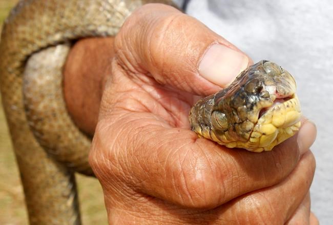 Hawaii importing invasive snakes to train dogs to find them | iNFOnews.ca