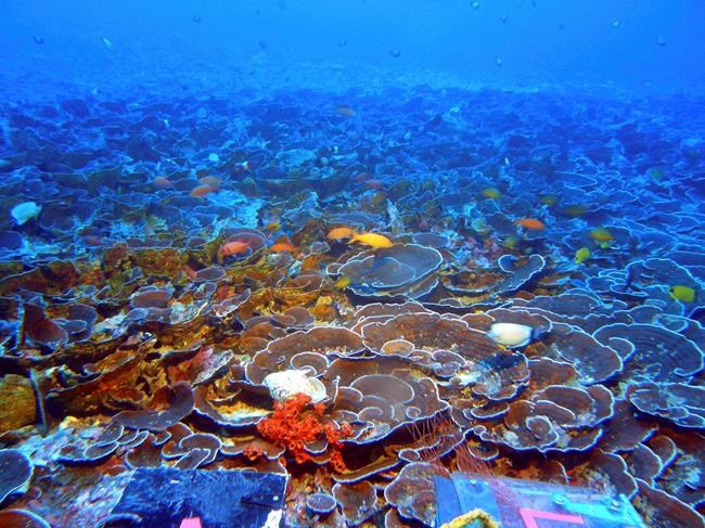 Researchers find abundant life in Hawaii's twilight zone | iNFOnews.ca