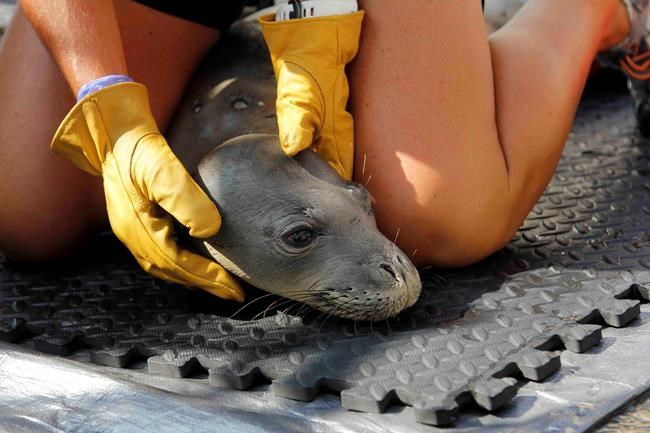 4 malnourished Hawaiian monk seals taken to hospital | iNFOnews.ca