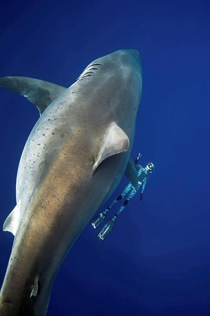 Researchers come face to face with huge great white shark | iNFOnews.ca Researchers come face to face with huge great white shark | iNFOnews.ca