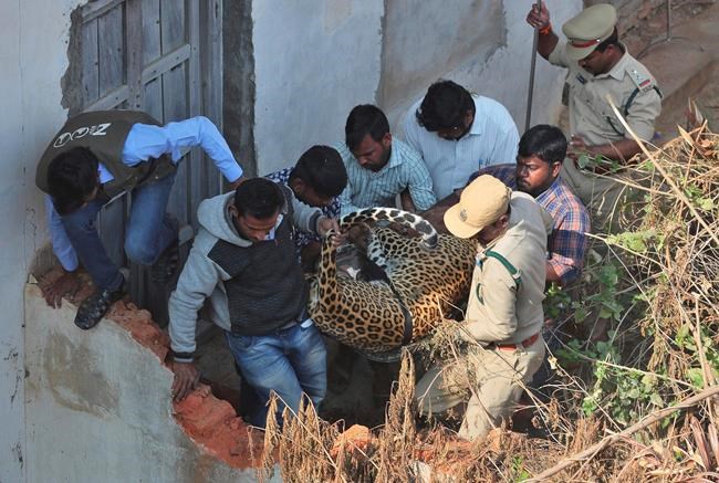 Leopard runs into house before being captured in south India | iNFOnews.ca Leopard runs into house before being captured in south India | iNFOnews.ca