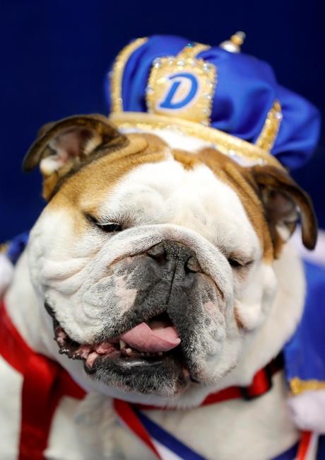 'Bow-Z' wows crowd at bulldog pageant for Drake Relays | iNFOnews.ca