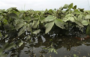 USDA: Farmers plant record 84.8M soybean acres; corn crop shrinks to smallest since 2010 | iNFOnews.ca CP28966079