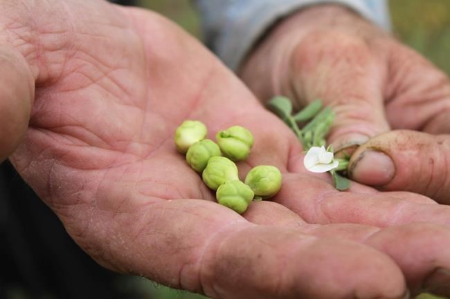 An odd trend in wheat country: not much wheat | iNFOnews.ca