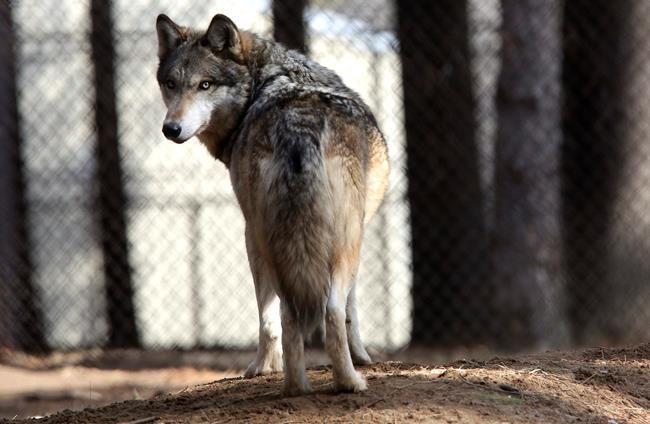 The Latest: US official says wolf population has recovered | iNFOnews.ca