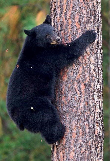 Groups seek ban on bear-baiting in Idaho, Wyoming forests | iNFOnews.ca Groups seek ban on bear-baiting in Idaho, Wyoming forests | iNFOnews.ca