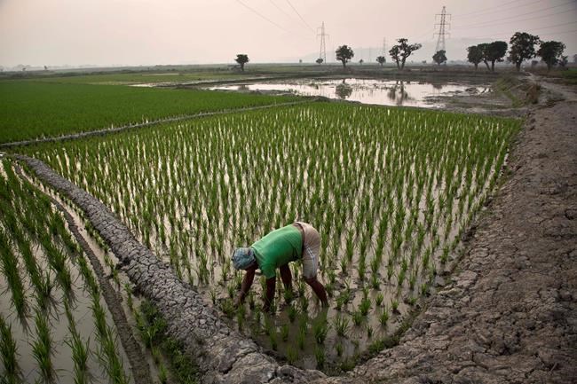 Farmer suicides rise in India as climate warms, study shows | iNFOnews.ca