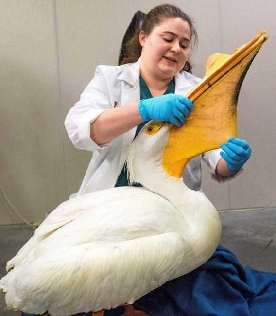 Surviving pelican released month after 5 others shot dead | iNFOnews.ca Surviving pelican released month after 5 others shot dead | iNFOnews.ca