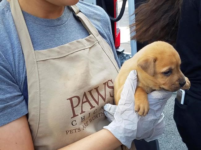 Pets Houston owners felt obliged to give up now in Chicago | iNFOnews.ca