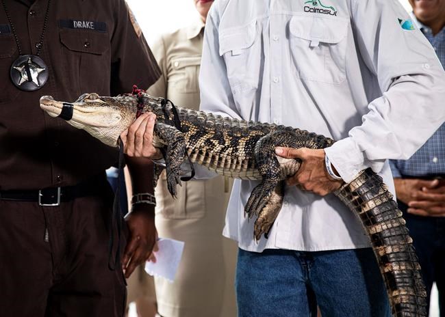 Florida expert captures elusive alligator at Chicago lagoon | iNFOnews.ca