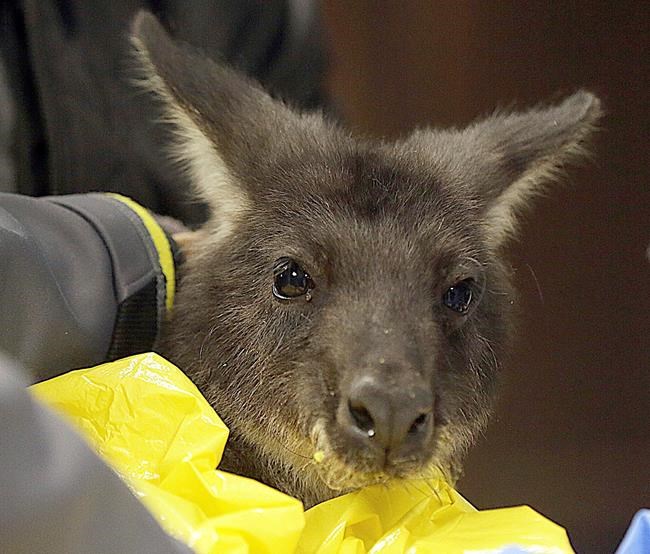 Wayward wallaroo rescued from river after chase in Illinois | iNFOnews.ca