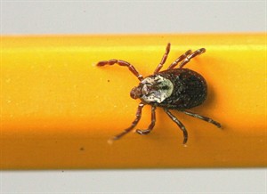 This summer's scary bugs - West Nile, hantavirus, plague - are rare: Tips on how to stay safe | iNFOnews.ca CP20010096