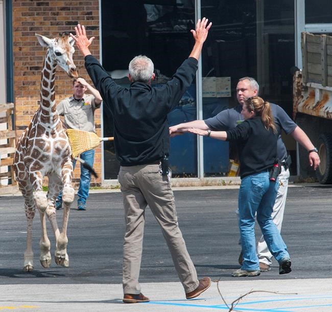 Young giraffe makes brief escape at Fort Wayne zoo | iNFOnews.ca
