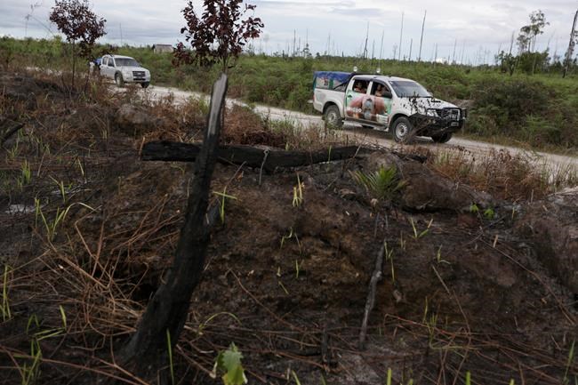 Indonesia forest threatened by development despite new rules | iNFOnews.ca