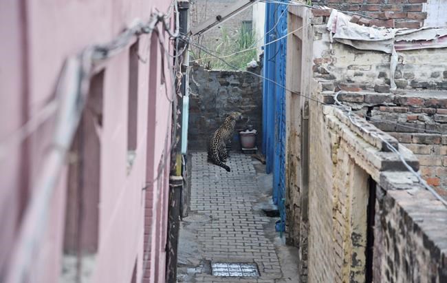 Leopard strays into residential area in India, injures 4 | iNFOnews.ca