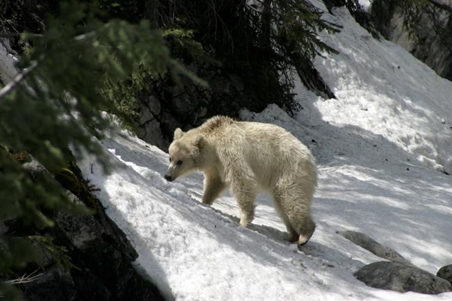 Concerns raised as people crowd rare white grizzly in Banff and Yoho parks | iNFOnews.ca