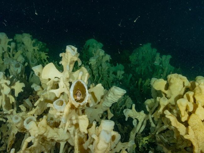 Climate change threatens glass sponge reefs unique to Pacific Northwest: study | iNFOnews.ca Climate change threatens glass sponge reefs unique to Pacific Northwest: study | iNFOnews.ca