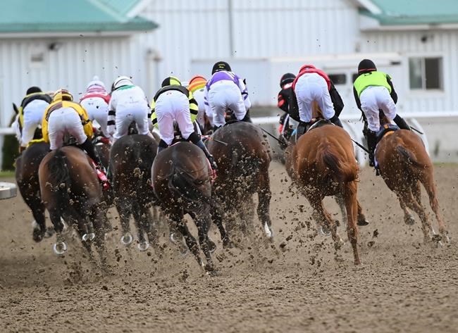 Canadian champion mare Starship Jubilee to run in $1-million Woodbine Mile | iNFOnews.ca