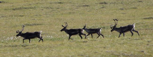 Canadians join lawsuit to overturn opening Alaska wilderness to energy drilling | iNFOnews.ca CP1098322521
