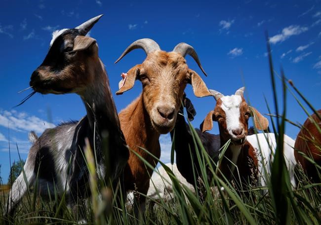Calgary park gets its goats: Animals part of pilot project to control weeds | iNFOnews.ca