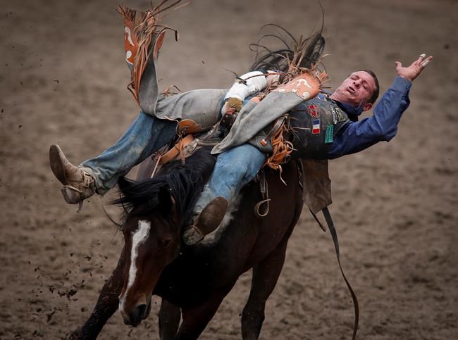 No deaths, serious injuries to animals at Calgary Stampede rodeo this year | iNFOnews.ca No deaths, serious injuries to animals at Calgary Stampede rodeo this year | iNFOnews.ca