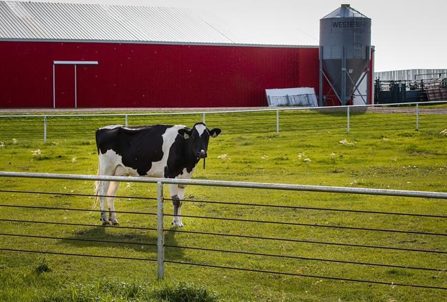 Industrial milk price hike likely to be passed down to consumers at restaurants | iNFOnews.ca Industrial milk price hike likely to be passed down to consumers at restaurants | iNFOnews.ca