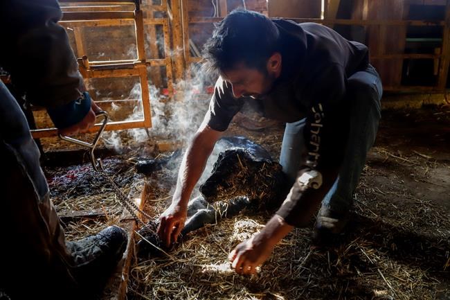 Agriculture sector scrambling to offset consequences of COVID-19 crisis | iNFOnews.ca