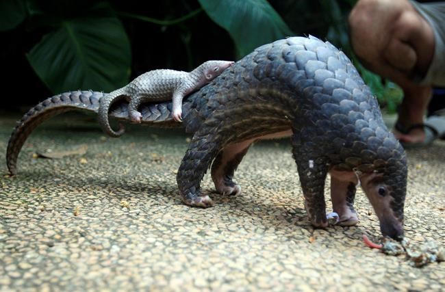 Global wildlife meeting approves ban on trade in pangolins | iNFOnews.ca
