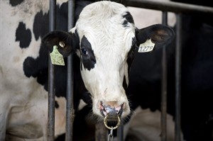 Abuse of cattle at B.C. dairy farm prompts industry 'disgust,' calls for reform | iNFOnews.ca CP28702251