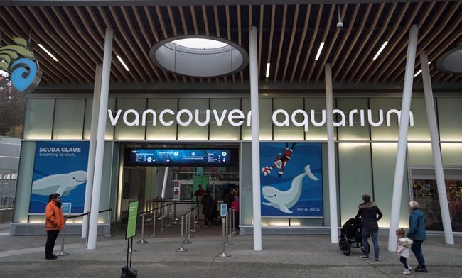 Ailing Vancouver Aquarium beluga stumps vets following offspring's sudden death | iNFOnews.ca