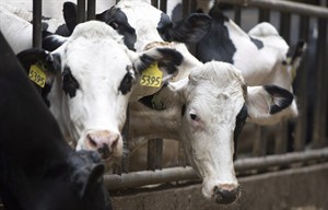 B.C. milk board to destroy milk from farm accused of cattle abuse | iNFOnews.ca CP28795602