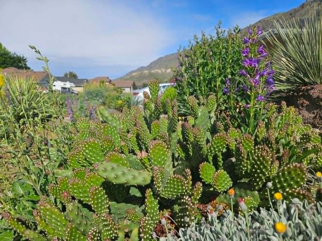 Zero water required for garden bursting with blooms in Kamloops | iNhome