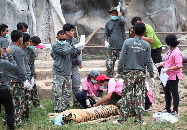 Thai wildlife officials start removing tigers from temple | iNFOnews.ca Thai wildlife officials start removing tigers from temple | iNFOnews.ca