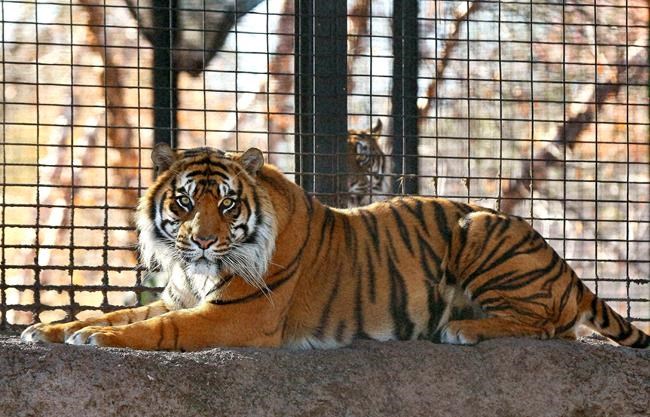 Report: Doors unlocked before tiger attack at Kansas zoo | iNFOnews.ca