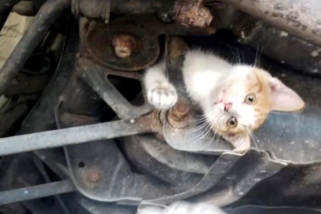 9-week-old kitten well after rescue from car's subframe | iNFOnews.ca