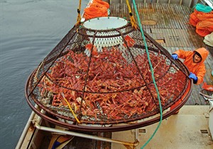 New research: Carbon dioxide turns ocean water more acidic, posing risks to Alaska fisheries | iNFOnews.ca CP29304106