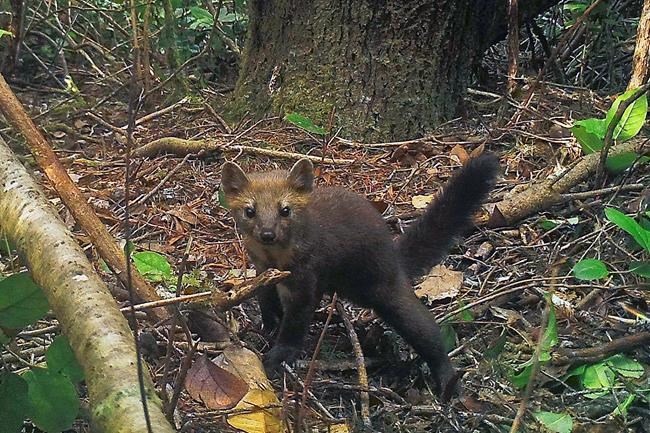 Oregon bans trapping of rare, cat-like Humboldt marten | iNFOnews.ca