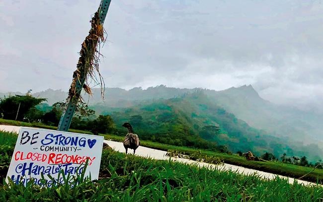 Shortage of key Hawaii crop expected after rains swamp farms | iNFOnews.ca Shortage of key Hawaii crop expected after rains swamp farms | iNFOnews.ca