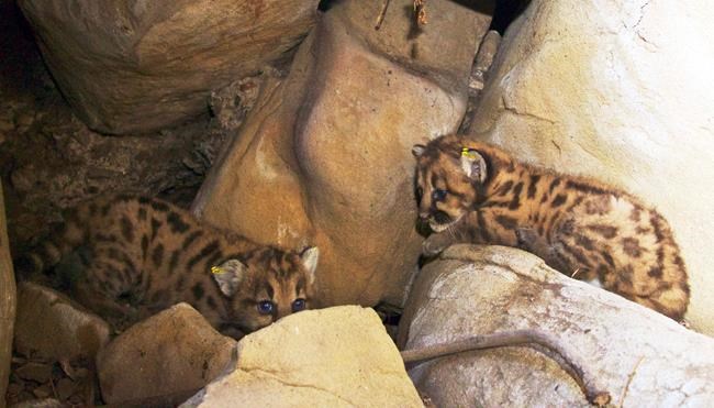 Mountain lion in wildlife study killed on California freeway | iNFOnews.ca