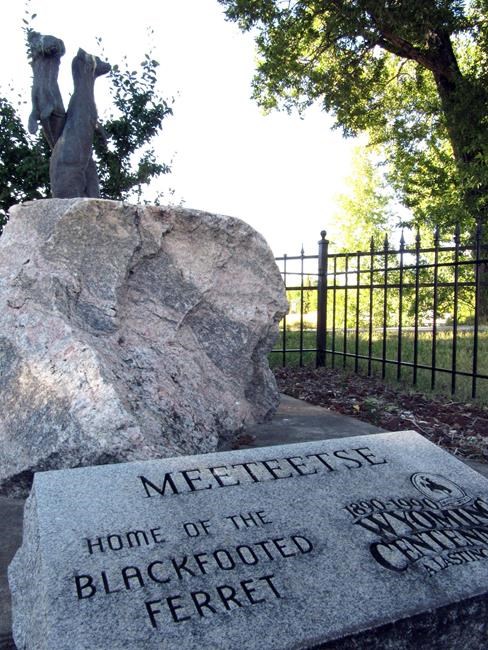 The Latest: Black-footed ferrets released near Yellowstone | iNFOnews.ca