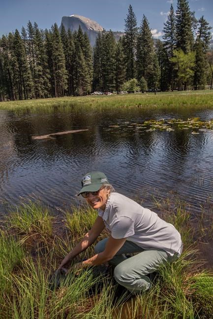 Red-legged frogs thriving in Yosemite after long absence | iNFOnews.ca Red-legged frogs thriving in Yosemite after long absence | iNFOnews.ca