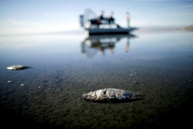 California approves rescue plan for shrinking Salton Sea | iNFOnews.ca