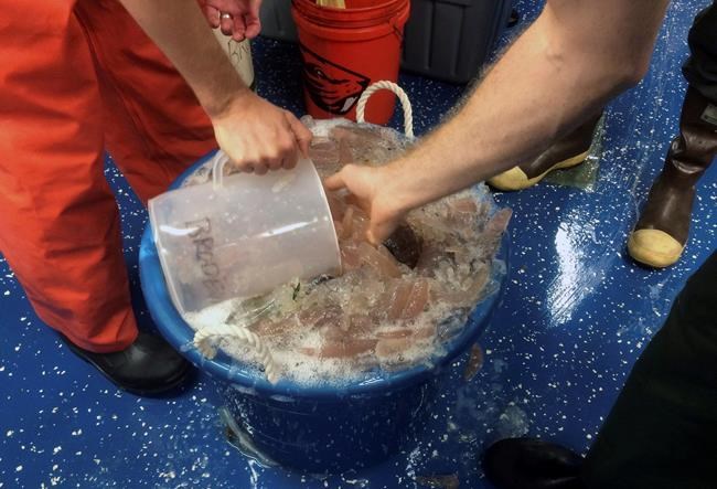 Scientists baffled by strange sea creatures near Alaska | iNFOnews.ca