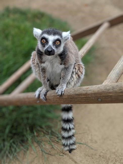 Man pleads guilty to taking lemur from California zoo | iNFOnews.ca