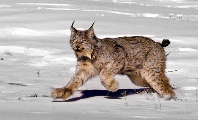 Judge says US should reconsider habitat for Canada lynx | iNFOnews.ca