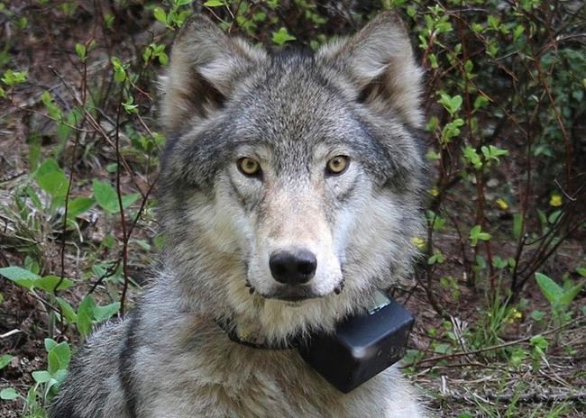 Environmental groups withdraw from Oregon wolf plan talks | iNFOnews.ca Environmental groups withdraw from Oregon wolf plan talks | iNFOnews.ca