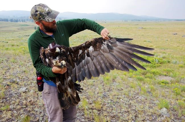 Lead kills 1st Yellowstone golden eagle fitted with tracker | iNFOnews.ca