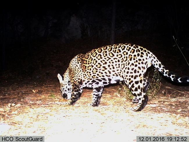 US, Mexico wildlife officials draft jaguar recovery plan | iNFOnews.ca